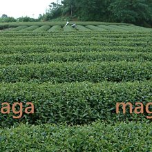 【正港台灣高山茶】阿里山石棹手採金萱茶～4兩250元，半斤免運，三斤送四兩～茶葉甘醇入口回甘，香氣高雅 歷史價格詳細信息