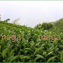 MAGA 3D Make America Great Again Signature Real Tree Camo Embroidered Cap Hat 歷史價格詳細信息