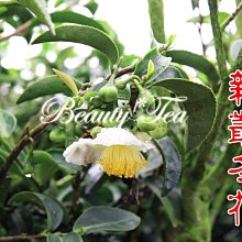 春冬寵物衣服 狗狗服飾 狗衣服 貓衣服 狗狗風衣外套 狗裙子 貓裙子 洋裝 春秋款泰迪比熊博美小型犬衣服 歷史價格詳細信息