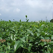 MAGA 3D Make America Great Again Signature Real Tree Camo Embroidered Cap Hat 歷史價格詳細信息