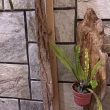 犧牲價粗獷龍柏木手工燈標多少賣多少 歷史價格詳細信息