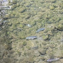 1130戶外編藤沙發鋁合金框架編織PE藤編沙發組合 歷史價格詳細信息