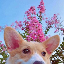 1129【搖滾吉米】預購 愚者樂園 LEON BABAYAGA // GOLDEN BULLET 愚者殺神 金子彈版本 歷史價格詳細信息