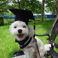 學士帽手工簪花帽碩士博士帽馬面裙粉色調中式禮帽國風畢業照發飾 歷史價格詳細信息