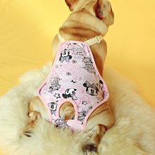 下殺 寵物防丟刻字項圈尼龍織帶回家身份牌頸圈牽引繩小狗貓咪鈴鐺項鏈 歷史價格詳細信息