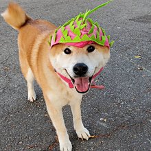 火 寵物自動餵食器 貓咪飲水 大容量喂水器 貓咪飲水機 貓飲水機 寵物飲水器 寵物喝水 餵食狗盆 寵物碗 歷史價格詳細信息