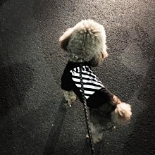 狗衣服 幼犬奶狗小狗泰迪狗狗衣服春夏裝背心恤超夯 精品 歷史價格詳細信息