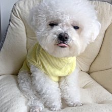狗衣服 薄款夏季衣服泰迪貴賓小型犬帶扣子夏裝超夯 精品 歷史價格詳細信息