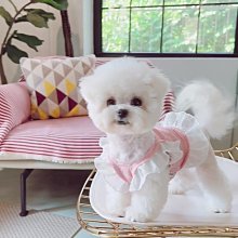 有彈力腰帶女松緊帶不勒肚橡皮筋褲皮帶配連衣裙子羽絨服束收腰封女彈性腰帶-佳藝居 歷史價格詳細信息