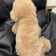 【寵物愛家】 牽引繩小型犬貓咪外出舒適耐磨立體透氣可調式寵物用品 歷史價格詳細信息