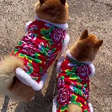 東北大花狗狗衣服秋冬季款中大型犬加厚花棉襖新年喜慶過年拜年服 歷史價格詳細信息