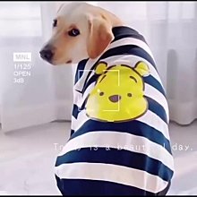 狗狗衣服薄款金毛拉布拉多柴犬夏天大狗背心防掉毛中型大型犬寵物【雅怡尚品】 歷史價格詳細信息