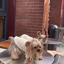 ????純棉家族????熊麻吉系列???? 色底車車男童平口褲???? 台灣製造 立體裁剪 2件組 小童 中童 大童 小學生 雲梯車 警 歷史價格詳細信息