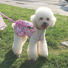 狗狗衣服夏季薄款小型犬博美泰迪比熊公主裙寵物小狗夏天裙子幼犬【雅怡尚品】 歷史價格詳細信息