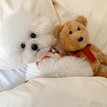 夏季狗狗馬鞍式胸背中小型犬寵物牽引繩防爆沖不勒脖防掙脫可調節 歷史價格詳細信息