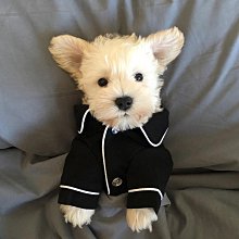 狗狗夏天衣服薄款可愛公主裙帶牽引環貓咪防掉毛泰迪比熊夏季裙子 歷史價格詳細信息