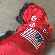潮牌寵物運動衫 夾克衛衣大衣運動服外套 柯基法國鬥牛犬雪納瑞中小型犬 泰迪比熊博美狗狗衣服 寵物春節喜慶春秋冬保暖衣物 歷史價格詳細信息