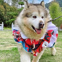 春夏款寵物衣服 狗狗喵咪衣服 外出卡通背心衣服 寵物裙 D扣牽引繩胸揹帶 寵物用品 歷史價格詳細信息