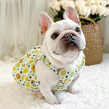 狗衣服 半裙小裙子春夏秋輕薄透氣布偶英短泰迪超夯 精品 歷史價格詳細信息