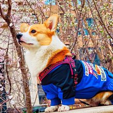 (福利車） F1 2009 McLAREN SHOWCAR L.HAMILTON #1 1:43 Minichamps 歷史價格詳細信息