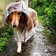 寵物雨衣 5種尺寸 反光條 小型犬 中型犬 狗雨衣 狗衣服 寵物衣服~神來也 歷史價格詳細信息