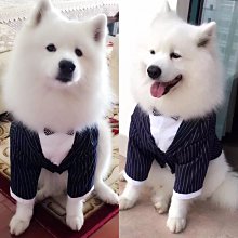 ۞芙芙遊樂園۞(現貨)狗狗世界盃足球背心 寵物衣服春夏款泰迪大小狗狗服飾 XS.S.M.L.XL.XXL下標區 歷史價格詳細信息