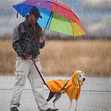 寵物雨衣 5種尺寸 反光條 小型犬 中型犬 狗雨衣 狗衣服 寵物衣服~神來也 歷史價格詳細信息
