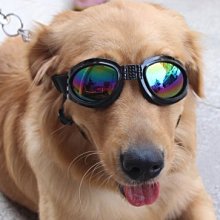 【監獄寵物館】日本 PETCO 寵物綁帶生理褲 **破盤大特價優惠，賣完不再進貨** 歷史價格詳細信息