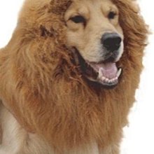 【監獄寵物館】日本 PETCO 寵物綁帶生理褲 **破盤大特價優惠，賣完不再進貨** 歷史價格詳細信息