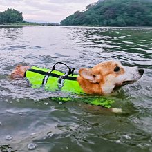 【熱賣精選】 狗狗剃毛器寵物電推剪專業狗毛推子貓咪修毛刀大型犬剪毛器 歷史價格詳細信息