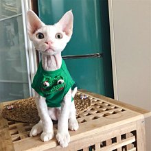 熱賣可愛青蛙玩偶抱枕搞怪毛絨玩具男生布娃娃睡覺抱公仔醜萌生日禮物 歷史價格詳細信息