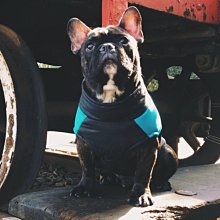 狗衣服 模版狗衣服泰迪金毛法斗牛柯基樣版定制超夯 精品 歷史價格詳細信息
