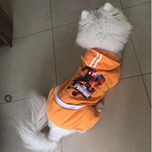 狗衣服 模版狗衣服泰迪金毛法斗牛柯基樣版定制超夯 精品 歷史價格詳細信息
