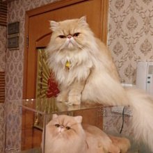 現貨熱銷-仿真寵物肖像紀念禮創意定制禮品克隆貓咪狗狗羊毛氈手工全身定制爆款 價格比較,價格查詢,歷史價格詳細信息