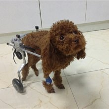 現貨 寵物推車殘S疾癱瘓輪椅康復用代步車寵物狗狗泰迪狗輪椅四肢無力老年小車 歷史價格詳細信息