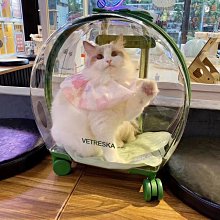 寵物未卡皮克斯草莓熊胸背牽引繩套裝遛狗出行寵物狗繩子大中小型犬牽引繩 歷史價格詳細信息