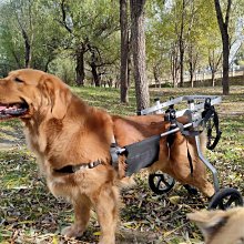 精品狗輪椅殘疾狗后肢支架骨折脊椎受傷狗貓代步車老年犬方便安裝 歷史價格詳細信息