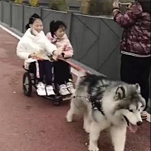 精品輕型狗拉車 柯基 柴犬 狗拉扭扭車 德牧 薩摩 拉布拉多 金毛 土狗 歷史價格詳細信息