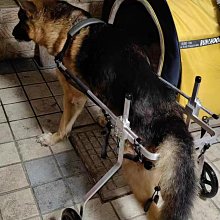 狗輪椅可調節后肢寵物助力車老年狗前肢輔助車后腿助行車狗殘疾車 歷史價格詳細信息