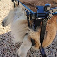 狗輪椅可調節后肢寵物助力車老年狗前肢輔助車后腿助行車狗殘疾車 歷史價格詳細信息