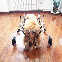狗輪椅可調節后肢寵物助力車老年狗前肢輔助車后腿助行車狗殘疾車 歷史價格詳細信息