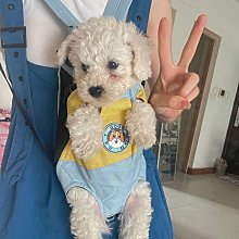 寵物背包外出後背包貓咪狗狗便攜透氣胸前包大號狗包柴犬法鬥泰迪827 歷史價格詳細信息