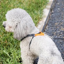 寵物背心牽引繩 狗狗卡通立體配件泰迪遛狗繩 喵咪外出防掙脫胸背 狗狗牽引繩 寵物牽引繩 高顏值胸背帶 歷史價格詳細信息