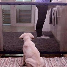 （77特賣）六十一年C版綠色壹佰圓未使用券(單張價，售完為止) 歷史價格詳細信息