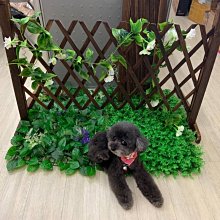 寵物園藝館 寵物骨灰罐 德化瓷 招財貓 可愛 火化骨灰盒 寵物骨灰罈 寵物骨灰 寵物骨灰罈 貓骨灰 狗骨灰罐 寵物紀念 歷史價格詳細信息