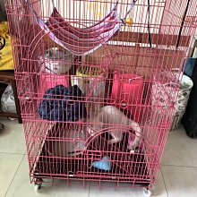 【貓咪選物】三隻小貓眼鏡盒-日式水彩風格 時尚眼鏡盒 貓粉收藏品 歷史價格詳細信息