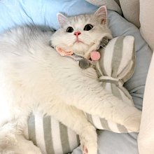 精品貓窩四季通用可拆洗貓床幼貓沙發睡墊冬季保暖睡覺用墊子寵物用品 歷史價格詳細信息