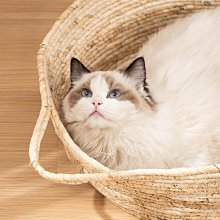 狗窩 貓窩 板四季通用狗窩可拆洗貓床墊子貓咪用品 中大號尺寸議價超夯 精品 歷史價格詳細信息