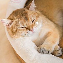 精品貓窩四季通用可拆洗貓床幼貓沙發睡墊冬季保暖睡覺用墊子寵物用品 歷史價格詳細信息