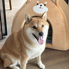 狗窩 貓窩 拆洗拉布拉多大型犬法斗狗床用品狗狗床 中大號尺寸議價超夯 精品 歷史價格詳細信息